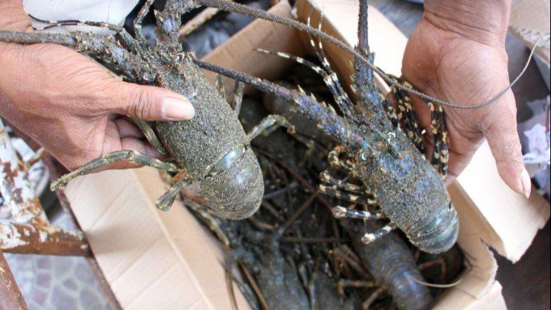Menteri Edhy: Prioritas Utama Budi Daya Lobster dan Bukan Ekspor