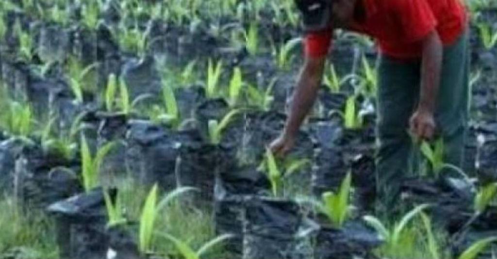 Nilai Tukar Petani Riau Paling Tinggi di Sumatera