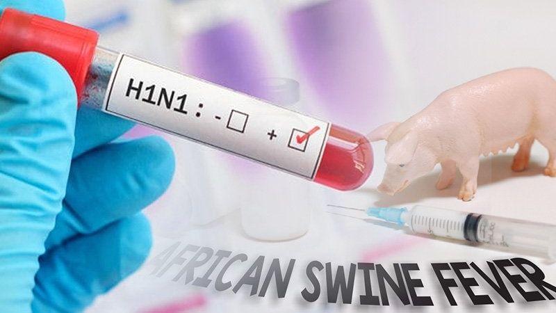 Eijkman Ingatkan Pentingnya Surveilans Cegah Flu Babi