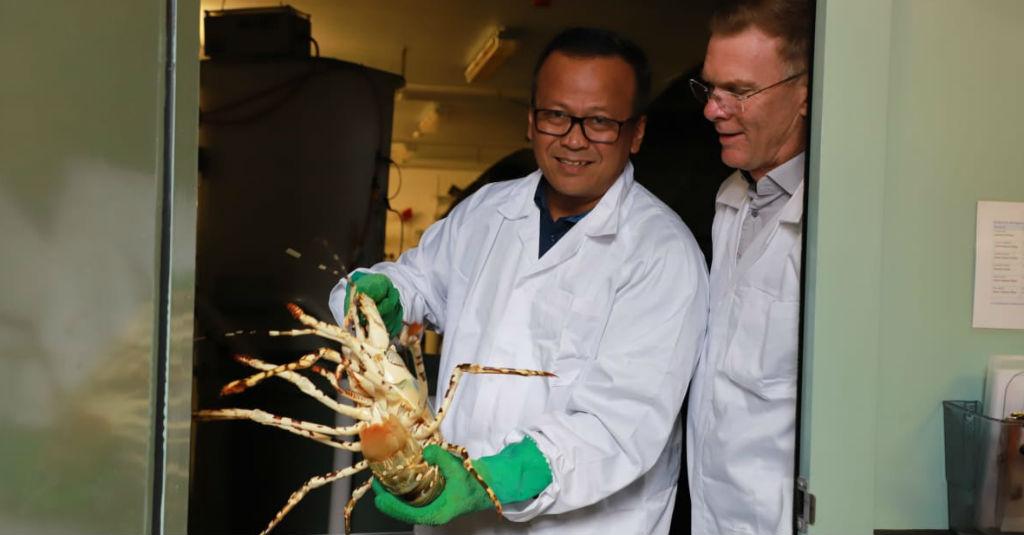 Menteri Edhy Tolak Tudingan Berikan Perlakuan Istimewa Ekspor Lobster