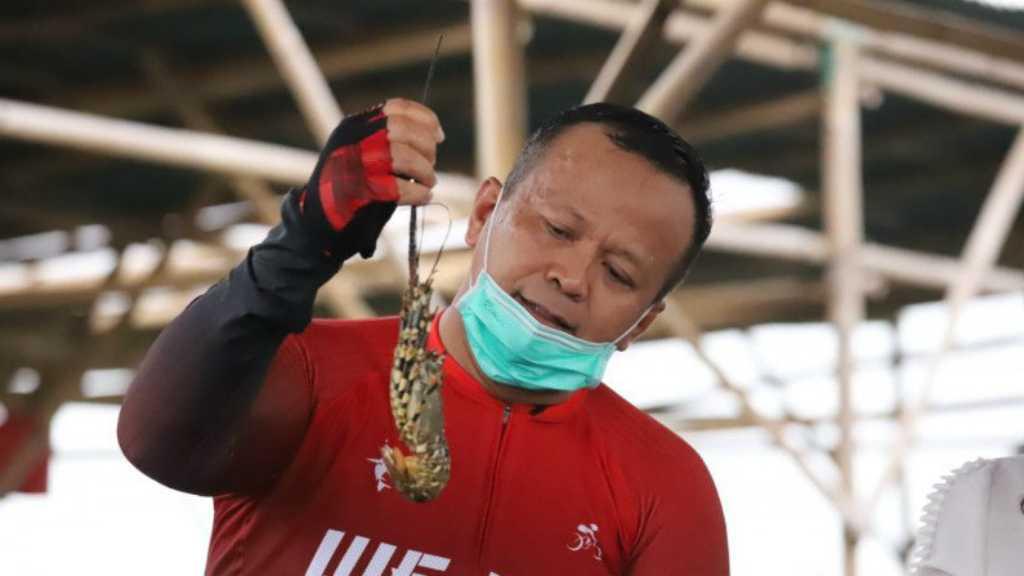Berselisih Soal Benih Lobster tapi Sepakat Tentang Budi Daya, Edhy Prabowo