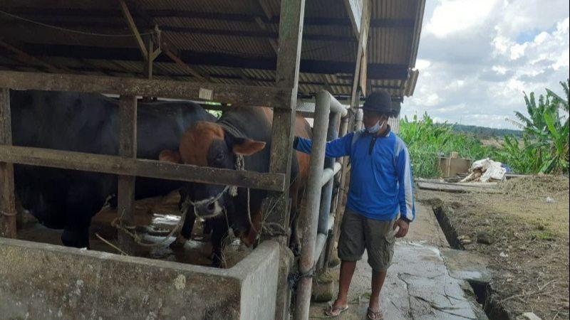 Sapi Kurban Presiden Jokowi di Kepri Diberi Nama 'Gundul'