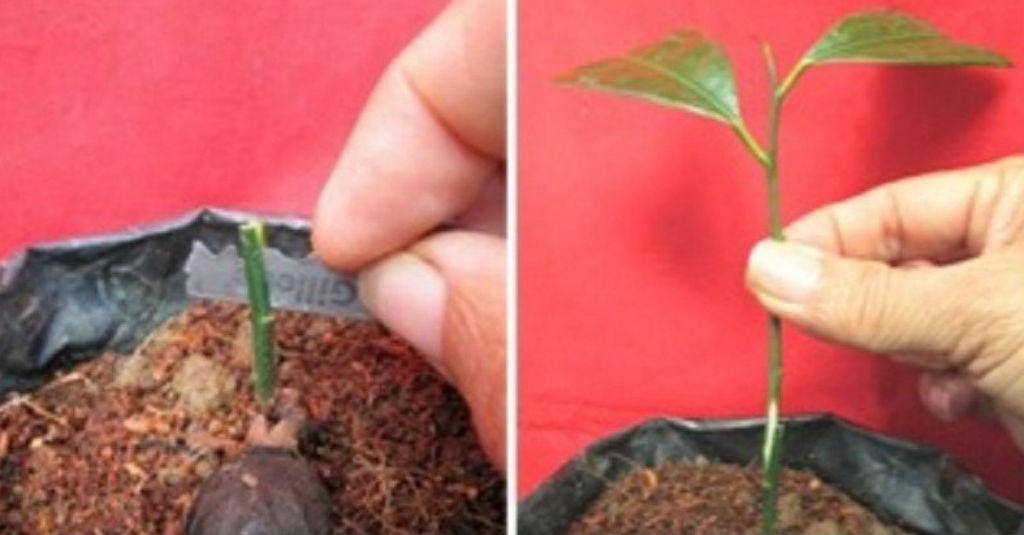 Bangkitkan Kejayaan Rempah Indonesia, Kementan Perbanyak Benih Pala