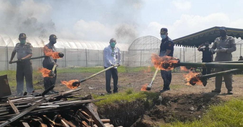 Kementan Musnahkan Benih Sawi Asal Korsel Demi Cegah Hama Penyakit