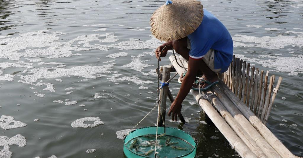 Pemerintah Percepat Peningkatan Produksi Udang Nasional