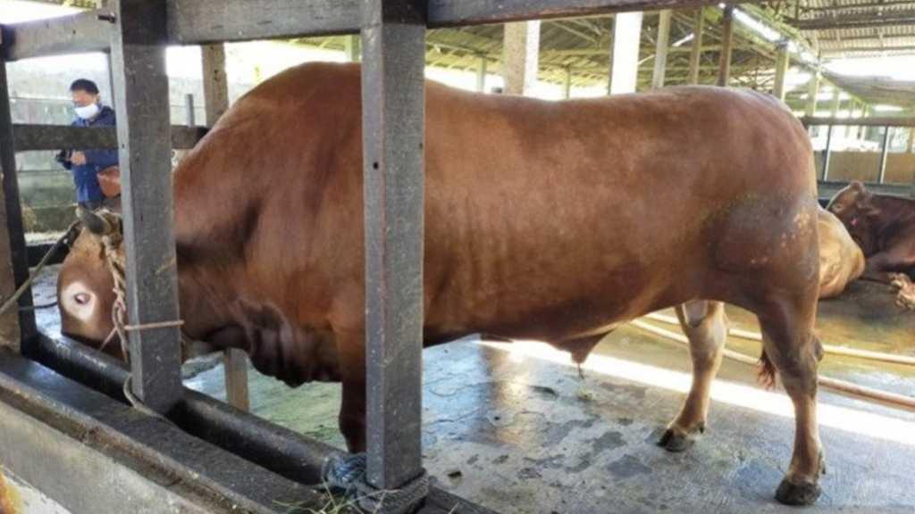 Presiden Jokowi Kurban Sapi Berbobot 1 Ton di Banjarmasin