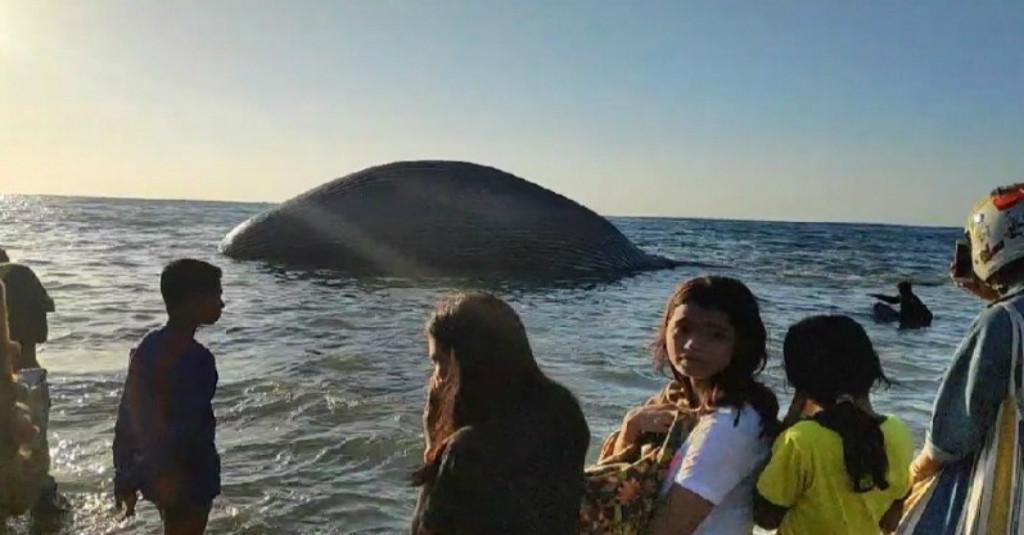 Lho? Paus Biru Hilang Pagi, Ketemu Malam di Pulau Berbeda