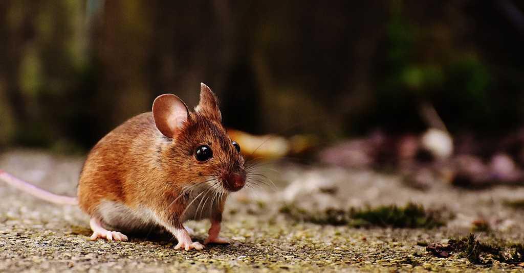 Geger 8 Kasus Misterius di Jaksel Diduga dari Tikus, Kemenkes Angkat Bicara