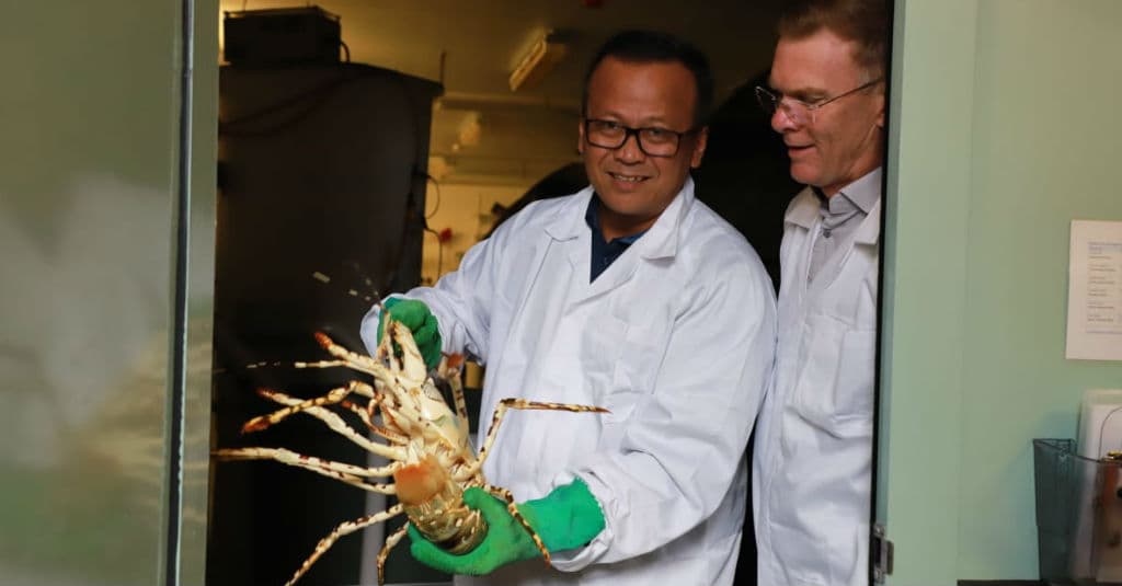 Kebijakan Ekspor Benih Lobster Dinilai Berikan Manfaat Ekonomi