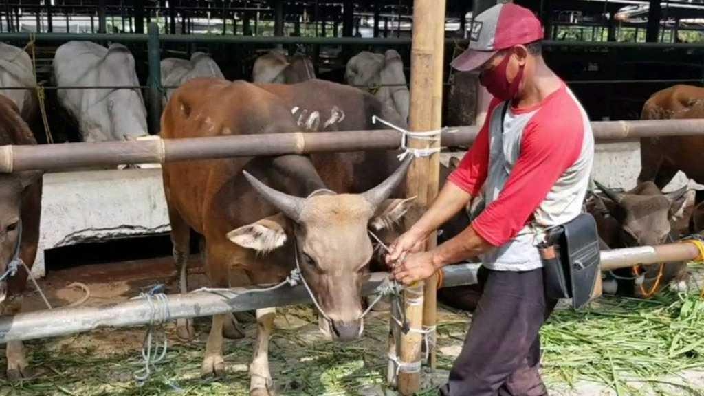 Walkot Temukan Banyak Hewan Kurban Tak Layak Jual di Jakarta Timur