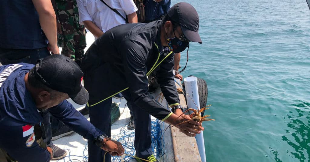 Penuhi Restocking 2 Persen, KKP Lepasliarkan 250 Ekor Lobster