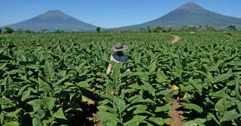 Penyederhanaan Tarif Cukai Bisa Ancam Industri Tembakau
