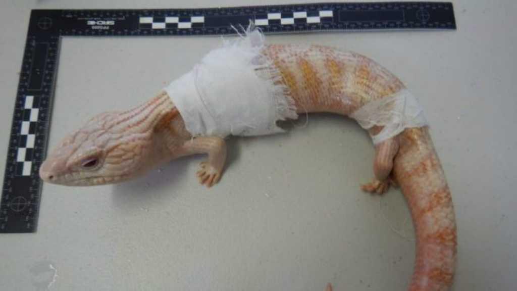 Kadal Australia Berharga Fantastis Ditemukan di Dalam Penanak Nasi