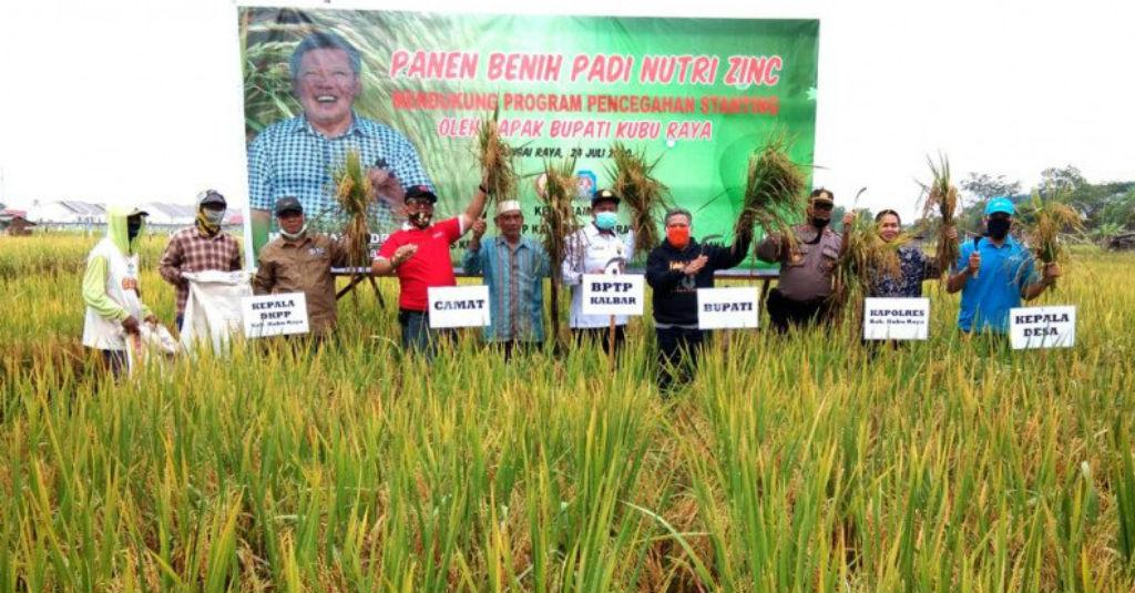 Cegah Stunting, Balitbangtan Panen Inpari Nutri Zinc di Kubu Raya