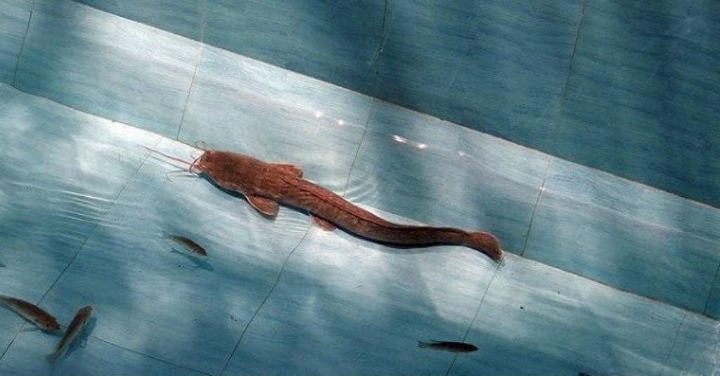 Budidaya Lele Solusi Ekonomi di Tengah Pandemi COVID-19