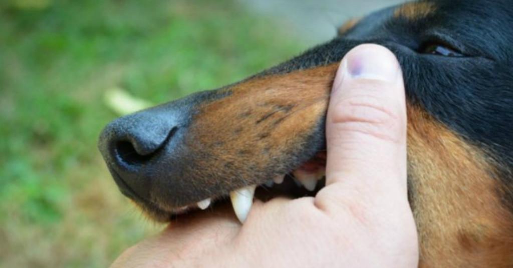 China Kembali Diselimuti Ketakutan, Vaksin Rabies Dinyatakan Kurang