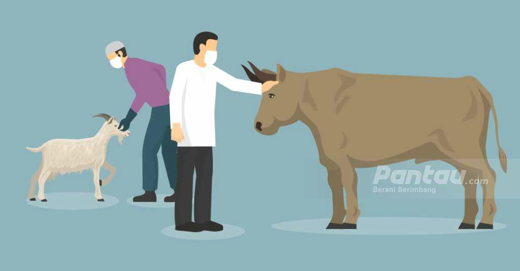 Sapi Kurban Jokowi untuk Bangka Belitung Jenis Limosin Berbobot 1,57 Ton