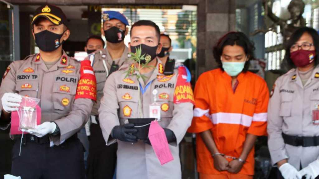 Mahasiswa di Malang Kedapatan Tanam Ganja, Ngakunya Belum Sempat Pakai
