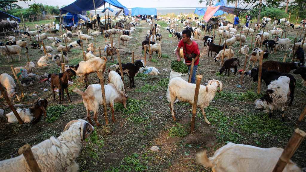 Tak Ada Pemotongan Hewan Kurban di Balai Kota Jakarta