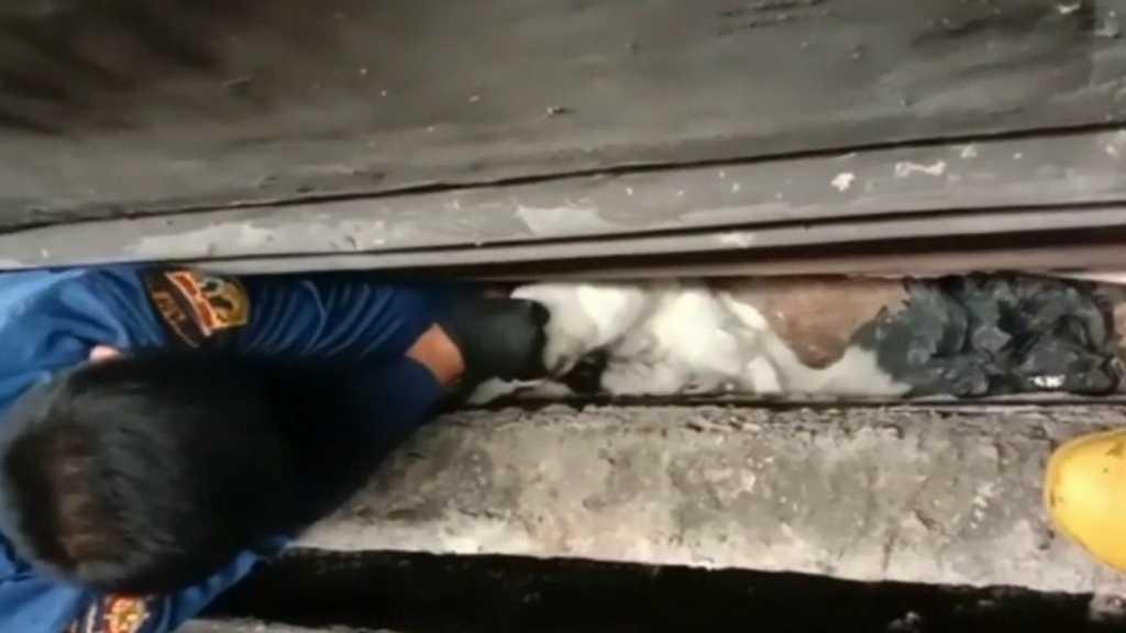 Perjuangan Penyelamatan Induk Kucing dan 6 Anaknya Ini Bikin Baper
