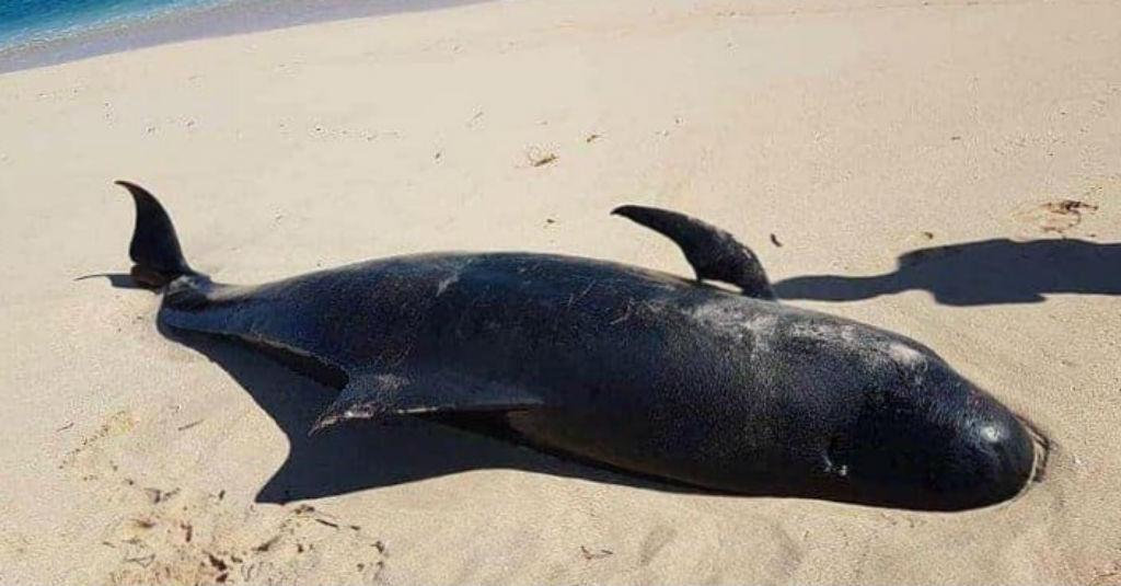 Lagi, 11 Ekor Paus Pilot Terdampar di Perairan NTT