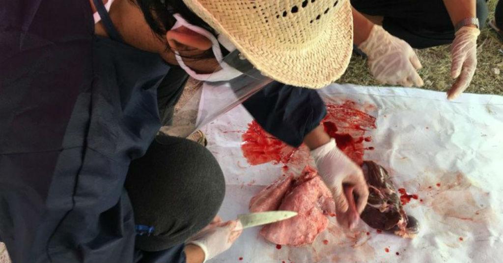 Ada Temuan Cacing Hati di Kurban Kepulauan Seribu, Sudin KPKP Bergerak