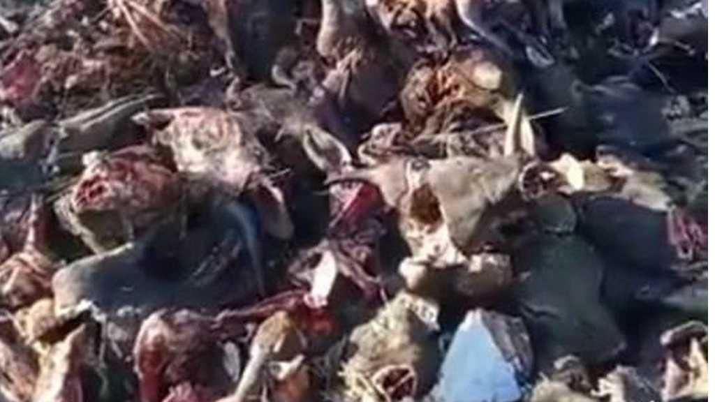 2 Orang Ditangkap Usai Buang Ratusan Kepala Sapi Sisa Idul Adha