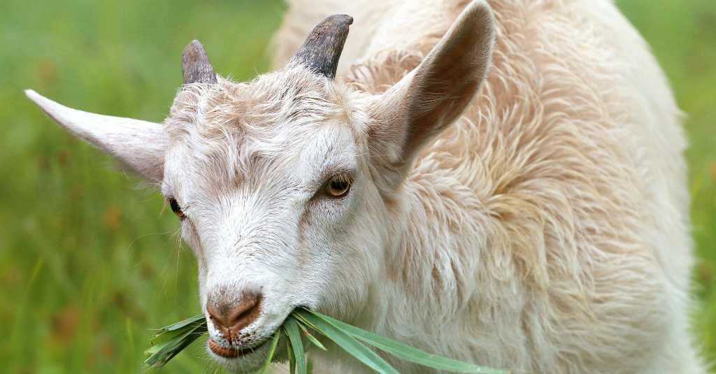 Ternyata Daging Kambing Lebih Sehat Dibanding Daging Sapi dan Ayam