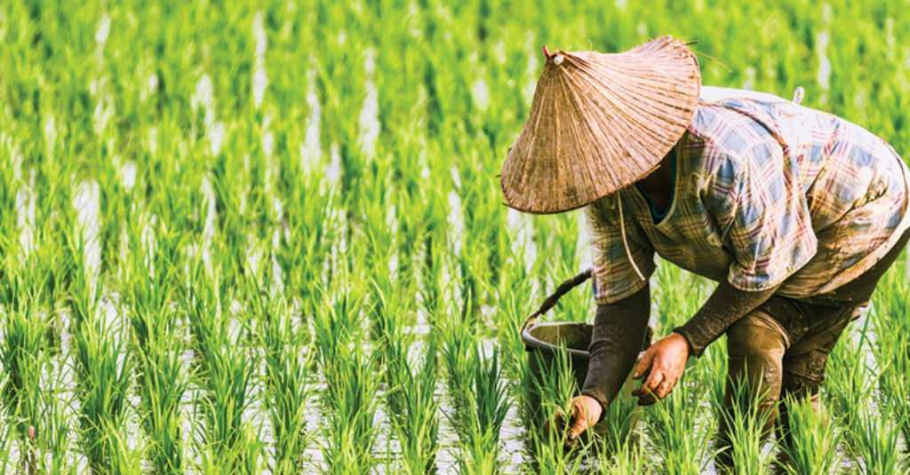 Peneliti: Meski Tumbuh, Investasi Pertanian Perlu Ditingkatkan