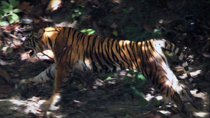 Tiga Ekor Harimau Berkeliaran di Permukiman Warga, Seekor Sapi Jadi Korban