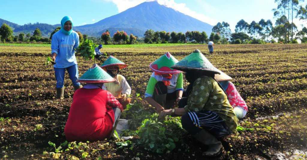 Upah Nominal Buruh Tani Juli 2020 Naik 0,20 Persen