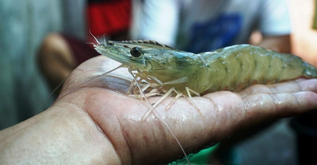 Dukung Target Ekspor Udang 250 Persen, KKP Dorong Produksi Induk Unggul