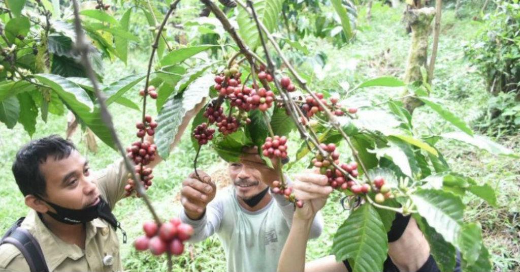 Meski Pandemi COVID-19, Panen Kopi Petani di Lampung Jalan Terus