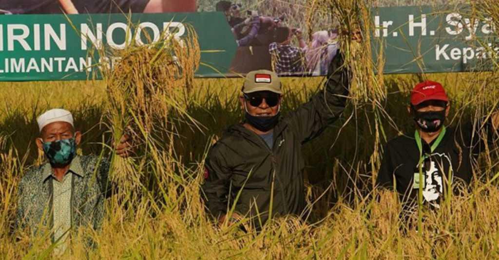 Produksi Padi Kalsel Capai 1 Juta Ton