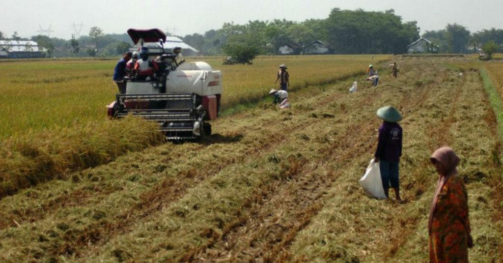 Kementan Perluas Areal Tanam Padi 250.000 Hektare di 2020