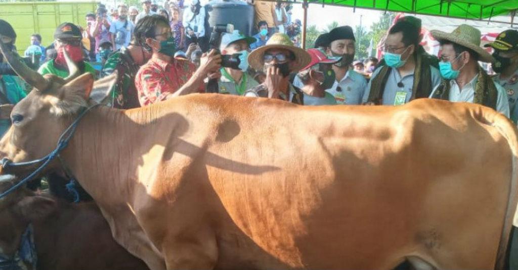 Mentan Panen 1.000 Ekor Pedet di Lombok Tengah