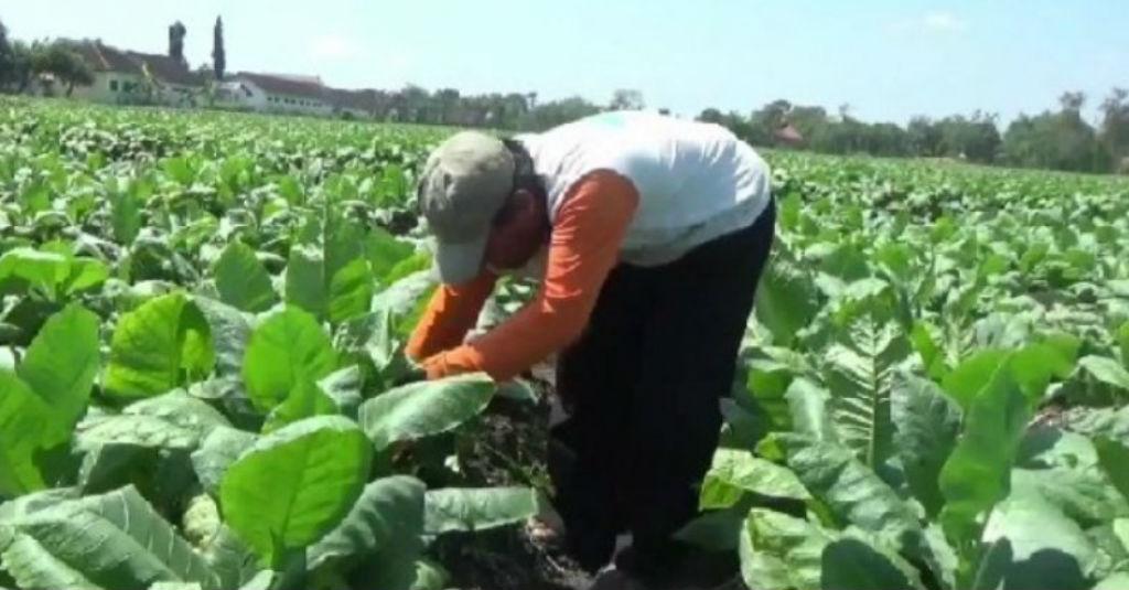 Miris! Tanaman Tembakau di Kabupaten Madiun Rusak