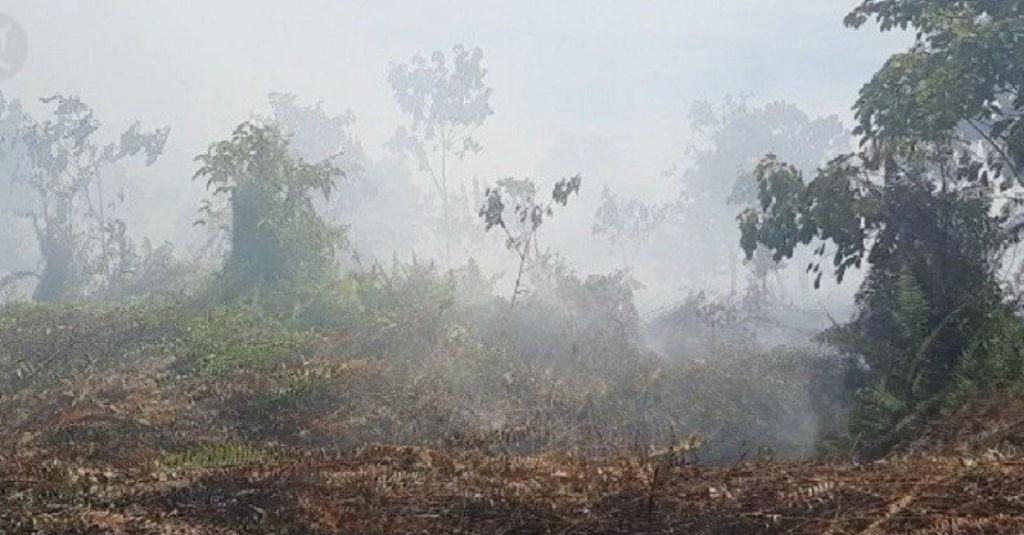 Tegas! Kementan Siapkan Sanksi bagi Pembuka Lahan dengan Cara Membakar