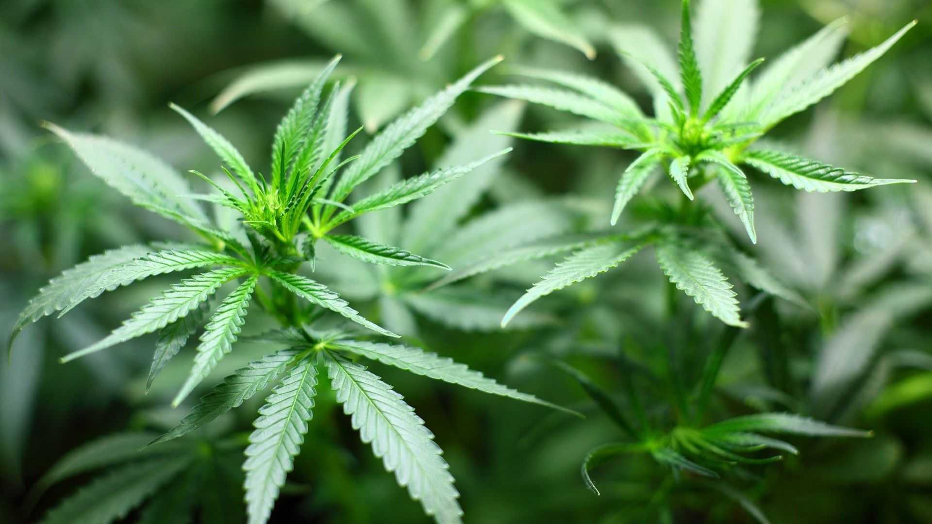 Kementan Cabut Penetapan Ganja Sebagai Tanaman Obat