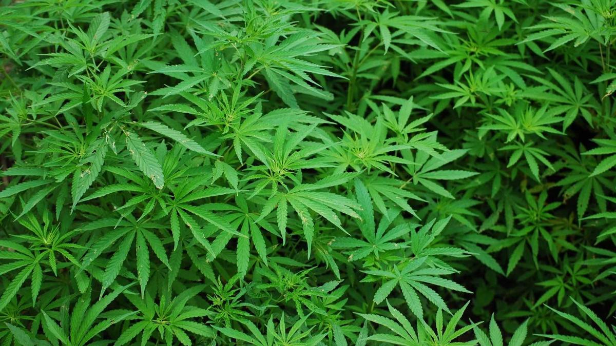 Mentan Tetapkan Ganja dalam Daftar Komoditas Tanaman Obat Binaan