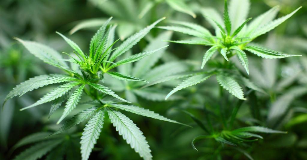 Ahli: Penetapan Ganja Sebagai Tanaman Obat Bukan Kewenangan Kementan
