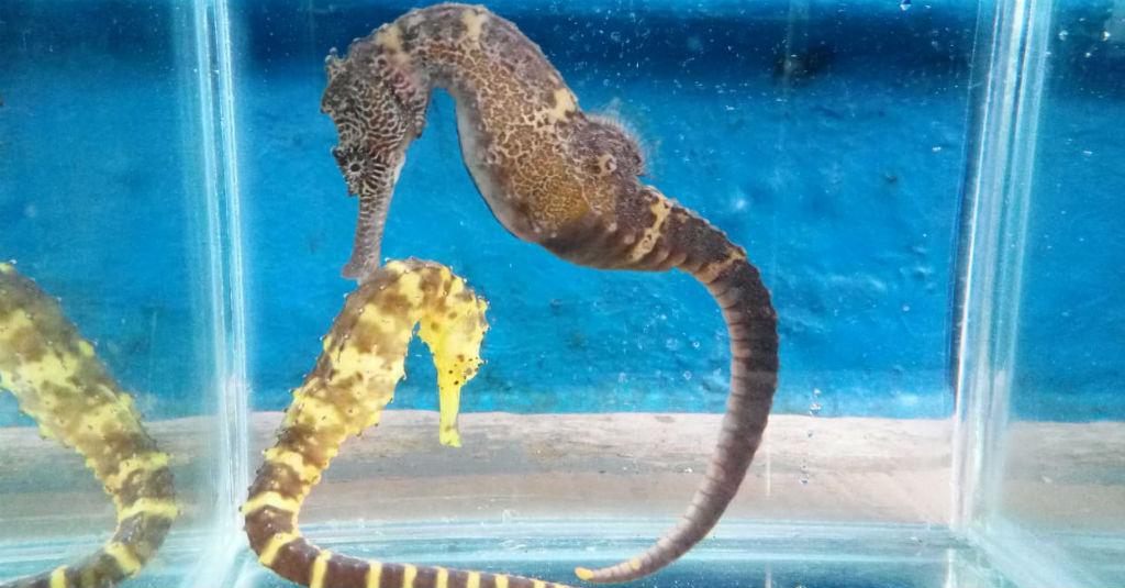 KKP Lirik Kuda Laut Sebagai Salah Satu Unggulan Ekspor