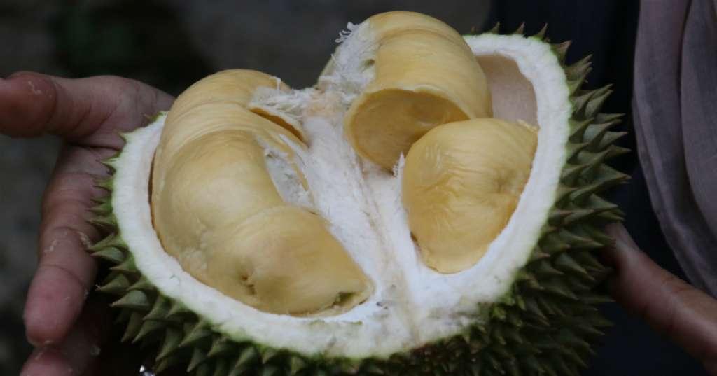 Waduh, Durian Masuk Museum Makanan Menjijikkan di Swedia