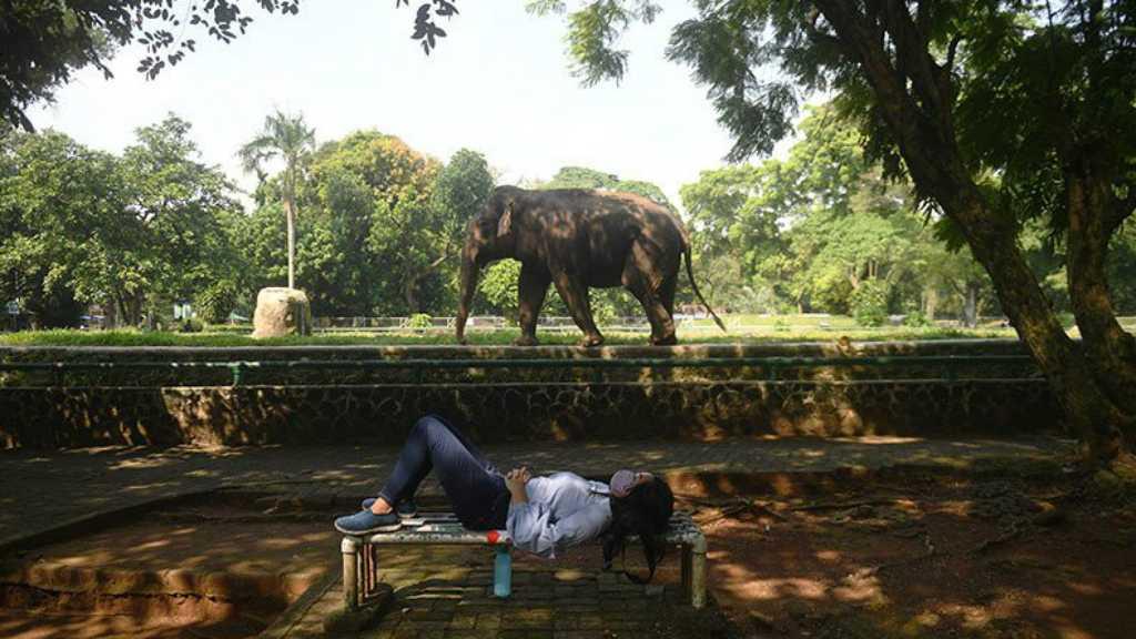 Kebun Binatang Ragunan Masih Buka untuk Umum Jelang PSBB 14 September