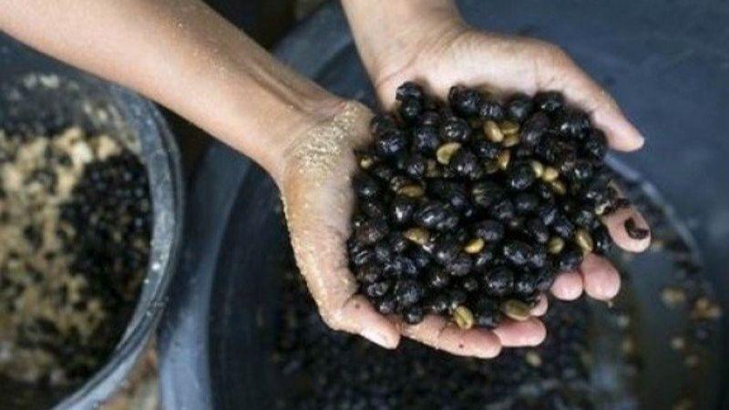 Setelah Kopi Luwak, Kini Ada Kopi dari Kotoran Gajah yang Harganya Mahal
