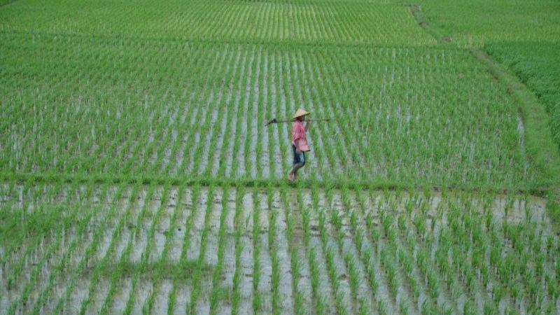 800 Hektare Lahan Padi di Bekasi Terancam Kekeringan