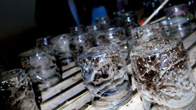 Pria Singapura Ini Buka Usaha Petenakan Semut, Kamu Tertarik Mencoba?