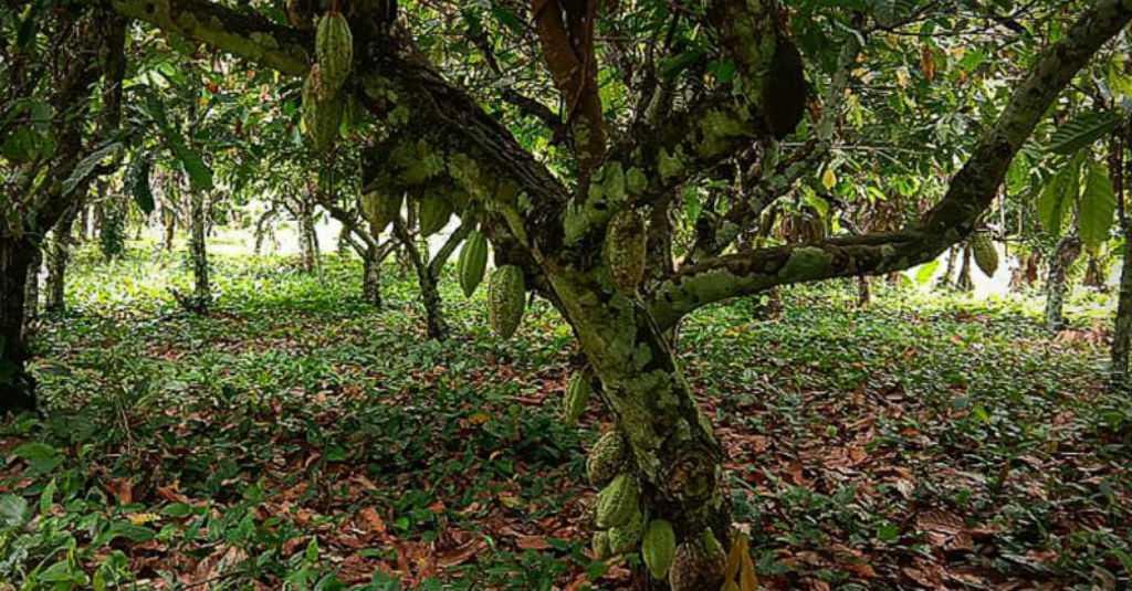 Pandemi Tak Hentikan Ekspor Kakao Manokwari Selatan ke Eropa