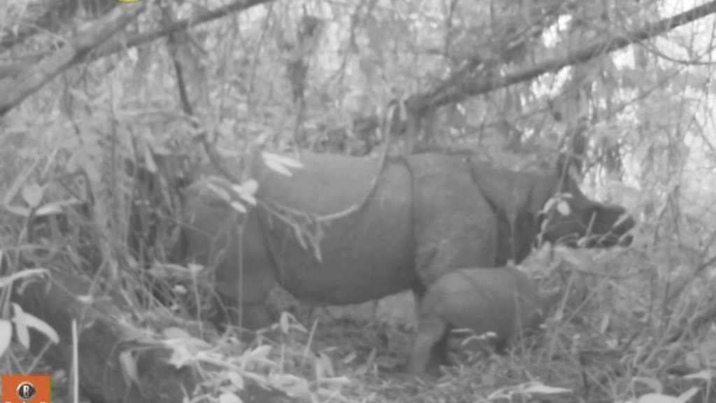 Kabar Gembira! Dua Anak Badak Jawa Langka Lahir di Ujung Kulon