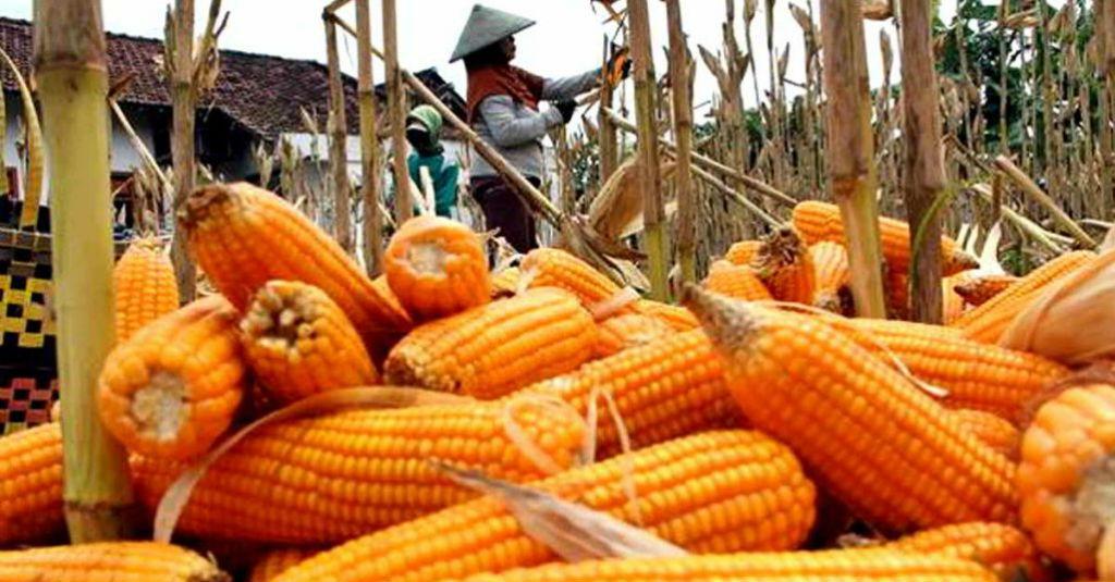 Laba Semua Emiten Pakan Ternak Turun, Hanya 1 yang Kalahkan Pasar